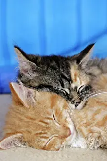 Calico: Cat - Calico and Ginger tabby kittens sleeping