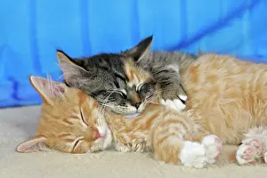 Sleeping: Cat - Calico and Ginger tabby kittens sleeping