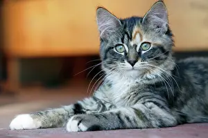 Calico: Cat - Calico kitten lying down