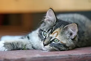 Calico: Cat - Calico kitten lying down