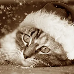Mono: Cat - Calico kitten lying down