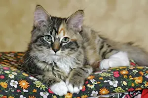 Pillow: Cat - Calico kitten lying down on pillow