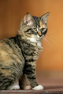 Calico: Cat - Calico kitten sitting down