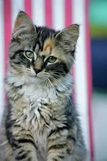Calico: Cat - Calico kitten sitting on beach chair