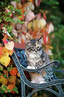 Benches: Cat - Calico kitten sitting on bench