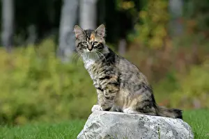 Calico: Cat - Calico Kitten sitting on rock, watching