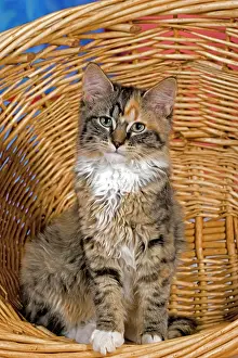 Tortie: Cat - calico Kitten sitting in willow basket, portrait