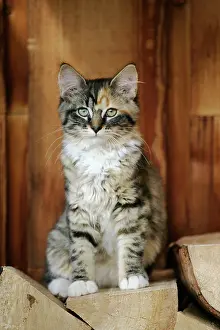 Calico: Cat - Calico kitten sitting on wood-pile
