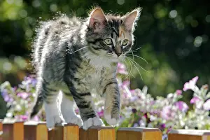Calico: Cat - Calico kitten walking on top of fence
