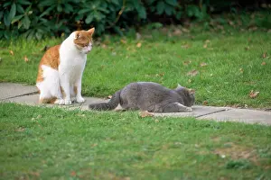 Oestrus: Cat - calling, in oestrus