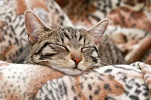 220822: Cat camouflaged on a blanket