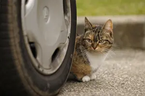 Hunted: Cat behind a car wheel Yport France