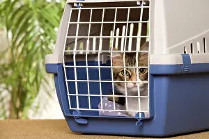 Carriers: Cat - in cat basket, 7 months old
