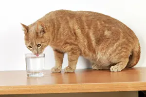 Lapping: CAT. Cat drinking from a glass