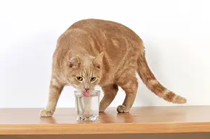 Lapping: CAT. Cat drinking from a glass