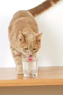 Lapping: CAT. Cat drinking from a glass