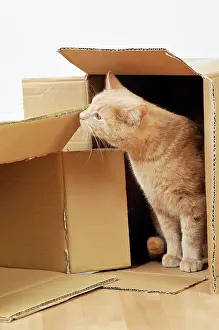 Cardboard: CAT. Cat exploring a cardboard box