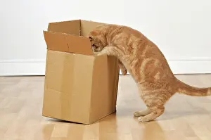 Cardboard: CAT. Cat exploring a cardboard box