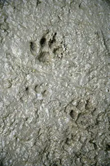 Pugmarks: CAT - cat footprints in mud