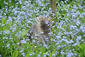 Nots: CAT. Cat in forget me nots looking up