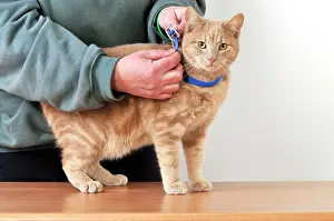 Flea: CAT. Cat owner fitting a collar