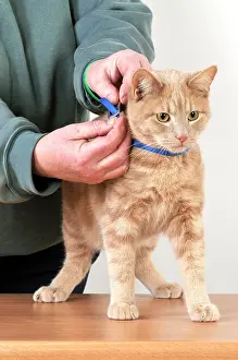 Flea: CAT. Cat owner fitting a collar