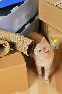 Packing: CAT. Cat among packing cases (for moving house)