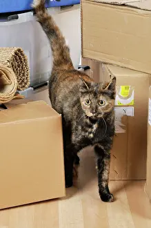 Packing: CAT. Cat among packing cases (for moving house)