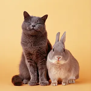 Smiling: CAT - Cat and Rabbit