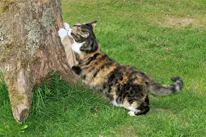 Clawing: CAT. Cat scratching tree