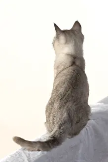 010519: CAT. cat sitting, back view, on white, studio