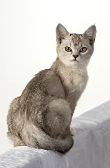 010519: CAT. cat sitting, back view, on white, studio