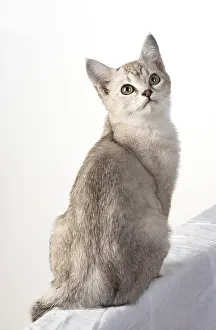 010519: CAT. cat sitting, back view, on white, studio