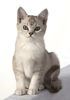 010519: CAT. cat sitting, back view, on white, studio