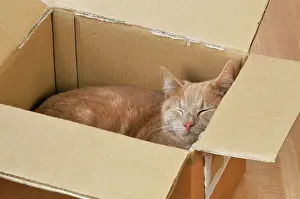 Cardboard: CAT. Cat sleeping in a cardboard box
