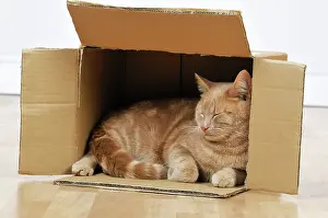 Cardboard: CAT. Cat sleeping in a cardboard box