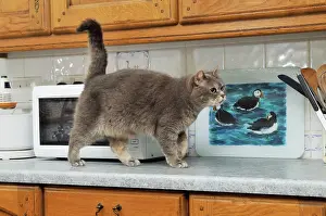 Unhygienic: CAT. Cat walking on the kitchen work surface