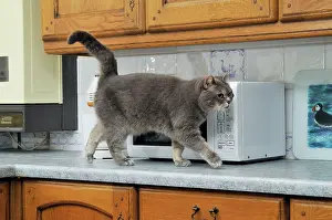 Unhygienic: CAT. Cat walking on the kitchen work surface