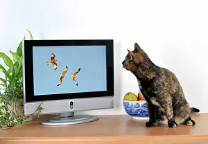 Television: CAT. Cat watching TV