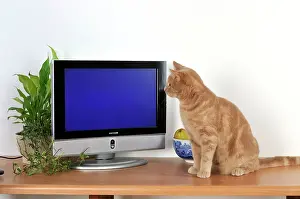 Television: CAT. Cat watching TV