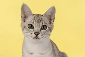 221019: CAT. cats face on coloured background