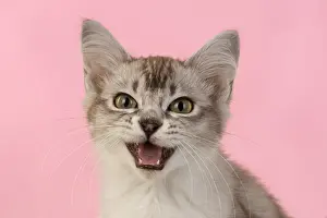 221019: CAT. cats face on coloured background