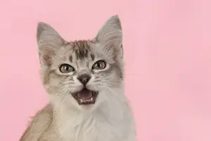 221019: CAT. cats face on coloured background