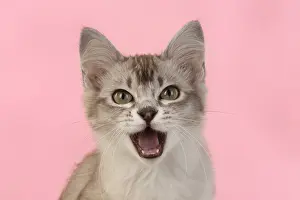 221019: CAT. cats face on coloured background