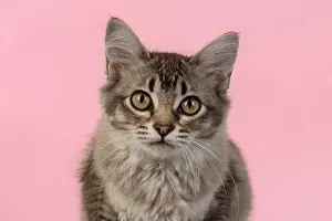 221019: CAT. cats face on coloured background