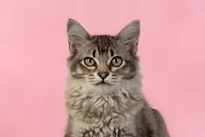 221019: CAT. cats face on coloured background