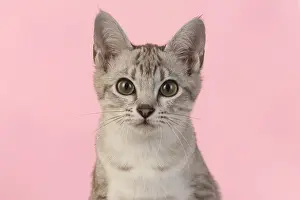 221019: CAT. cats face on coloured background
