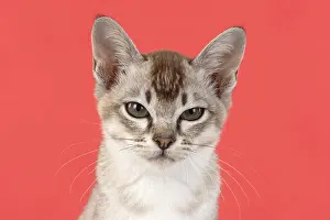 221019: CAT. cats face on coloured background