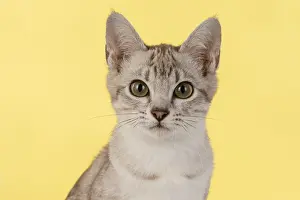 221019: CAT. cats face on coloured background