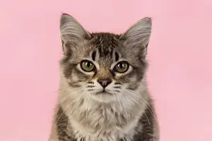 221019: CAT. cats face on coloured background